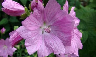 Flor e semente usadas na fabricação de perfume podem tratar gastrite 
