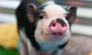 É possível cultivo de rins humanos em porcos para transplante, afirma ciência