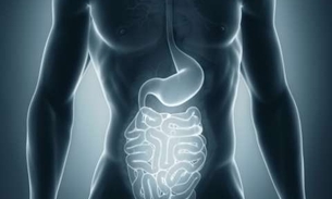 Fruto de palmeira pode tratar infecções na garganta e gastrointestinal 