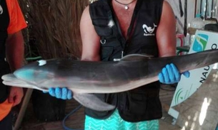 Golfinho encalha em praia da Espanha, banhistas tiram selfie e animal morre 