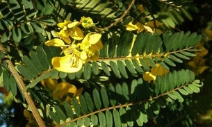 Tintura de árvore usada pode ser usada para tratar metrorragia