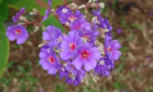 Planta pode ajudar no tratamento contra asma. Conheça 
