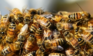 Homem leva centenas de picadas de abelhas para salvar pai de 86 anos