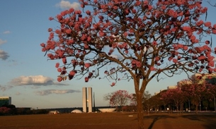 Defesa Civil declara estado de emergência no DF devido à baixa umidade 