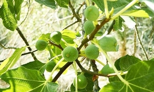 Leite de planta é apontado como venenoso e pode até causar cegueira 