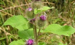 Extrato de raiz de planta pode auxiliar no tratamento de diabetes. Conheça 