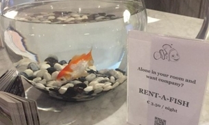 Hotel oferece aluguel de peixe para hóspedes que se sentem sozinhos