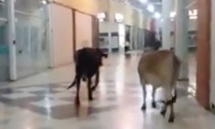 Vacas são flagradas passeado dentro de shopping. Veja vídeo 