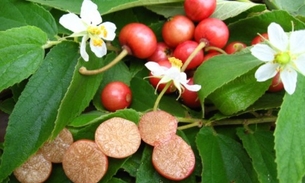 Fruta semelhante à cereja é nutritiva e pode ser usada no preparo de sucos e geleias 