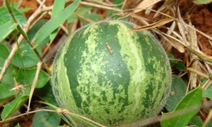Espécie de melancia é rica em nutrientes bons para a saúde do coração   