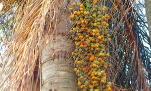 Coqueiro nativo do Cerrado é rico em Vitamina C e antioxidantes 