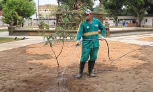 Praça da Matriz recebe plantio de oitizeiros em Manaus 