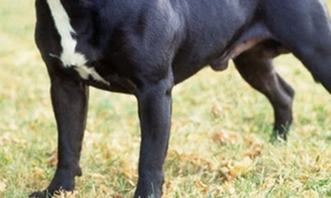  Cão ataca e mata dono após consumir crack  