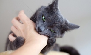 Perigo: Homem perde ereção após levar arranhão de gato 