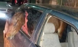 Homem é detido por dirigir embriagado e levar 'cavalo' dentro do carro