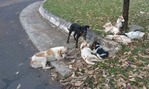 Nove cães são amarrados em poste e um morre enforcado em Botucatu 