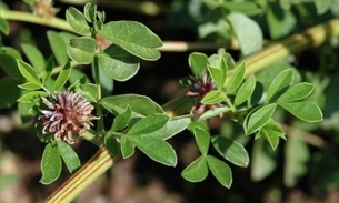 Raiz de planta é indicada para tratar problemas pulmonares. Conheça  