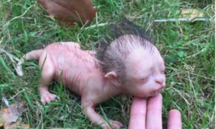 Imagem assustadora de criatura bizarra que circula na internet é desvendada