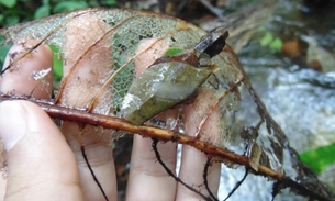 Aumento da temperatura deve influenciar insetos e afetar cadeia alimentar em rios da Amazônia 