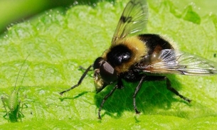 Sumiço de insetos dá indícios de possível apocalipse 