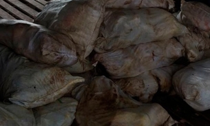 Grupo é preso em flagrante com mais de uma tonelada de peixe irregular em Porto de Manaus