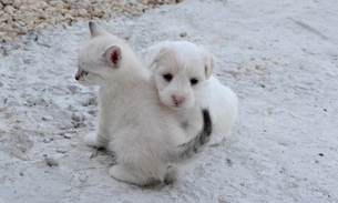 ’Serial killer’ de cães e gatos tem pena aumentada pela Justiça