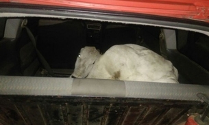Ladrões furtam boi e fogem com animal dentro de carro 