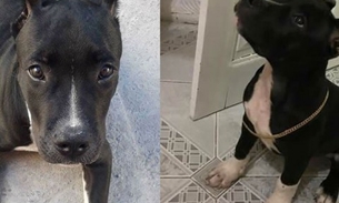 Em Manaus, bandido furta pit bull terrier e dona oferece recompensa para encontrá-lo