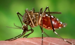 Manaus está em segundo lugar de cidades em alerta de surto de dengue, zika e chikungunya