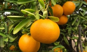 Cientistas brasileiros criam fruta cítrica para concorrer com laranja