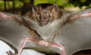 Revelado suposto motivo para ataques de morcegos no Amazonas