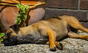Diretor de abrigo finge morte de cachorro para não devolvê-lo a família
