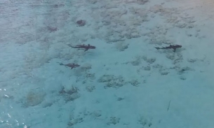 Drone flagra criança mergulhando com quatro tubarões