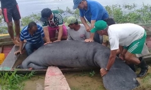 Peixe-boi de 250 kg é torturado e deixado para morrer às margens de rio no Amazonas
