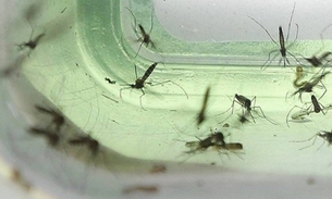 Pesquisadores descobre que 'primos' da Zika também podem causar microcefalia