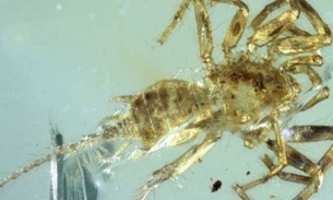 Fóssil formado por partes de 'mais de um animal' é descoberto preso em âmbar