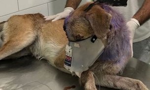 Jovem pede ajuda para salvar vida de cão que está com olho infestado por larvas em Manaus