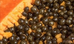 Como usar sementes de mamão para desintoxicar fígado, rins e curar aparelho digestivo