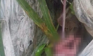 Feto é encontrado jogado em córrego de Manaus