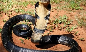 Encantador de cobras morre ao ser picado por serpente venenosa