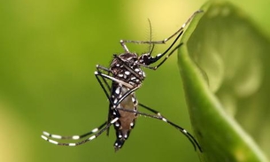 Justiça autoriza empresa a comercializar Aedes aegypti modificado