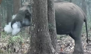 Vídeo de elefante 'fumando' viraliza e intriga cientistas 