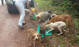  ONG pede ajuda após encontrar mais de 25 cães abandonados na AM 070