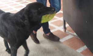 Cachorro usa folhas como dinheiro para 'comprar’ petiscos