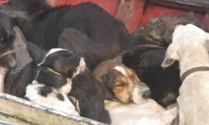 Ex-prefeito é condenado a 20 anos por ordenar matar 400 cachorros afogados