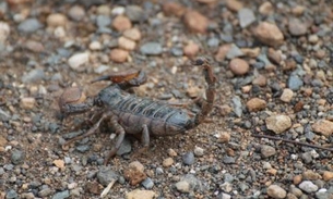 Menino de 8 anos morre após ser picado por escorpião escondido em entulho