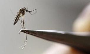 Cientistas criam método mais barato para detectar mosquito com zika