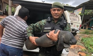 Filhote de peixe-boi é resgatado pelo Batalhão Ambiental em lago no Amazonas