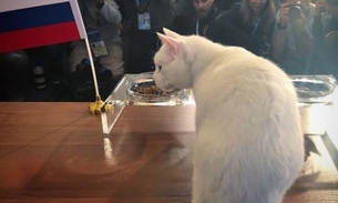 Gato 'vidente' faz primeira previsão para Copa do Mundo; Saiba qual é