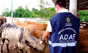 Produtores rurais têm até o fim do mês para vacinar gado contra brucelose no Amazonas